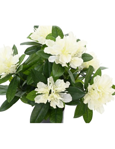 RODODENDRO 45 EN MACETA