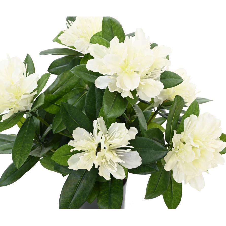 RHODODENDRON 45 TOPF