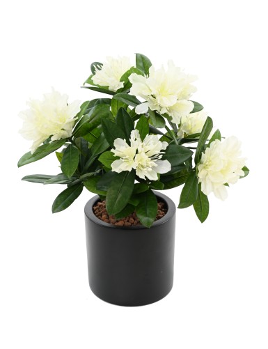 RODODENDRO 45 EN MACETA