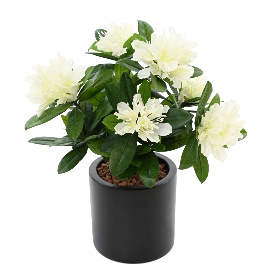 RHODODENDRON 45 TOPF