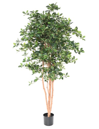 FIKUS BLACK OLIVE 178