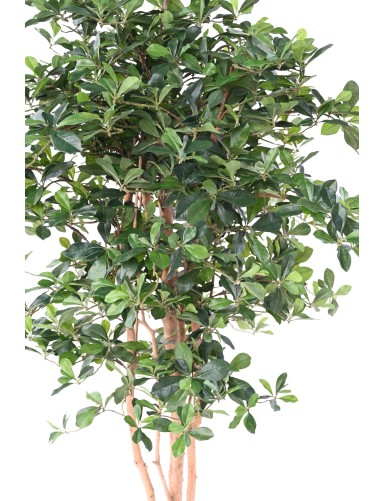 FIKUS BLACK OLIVE 178