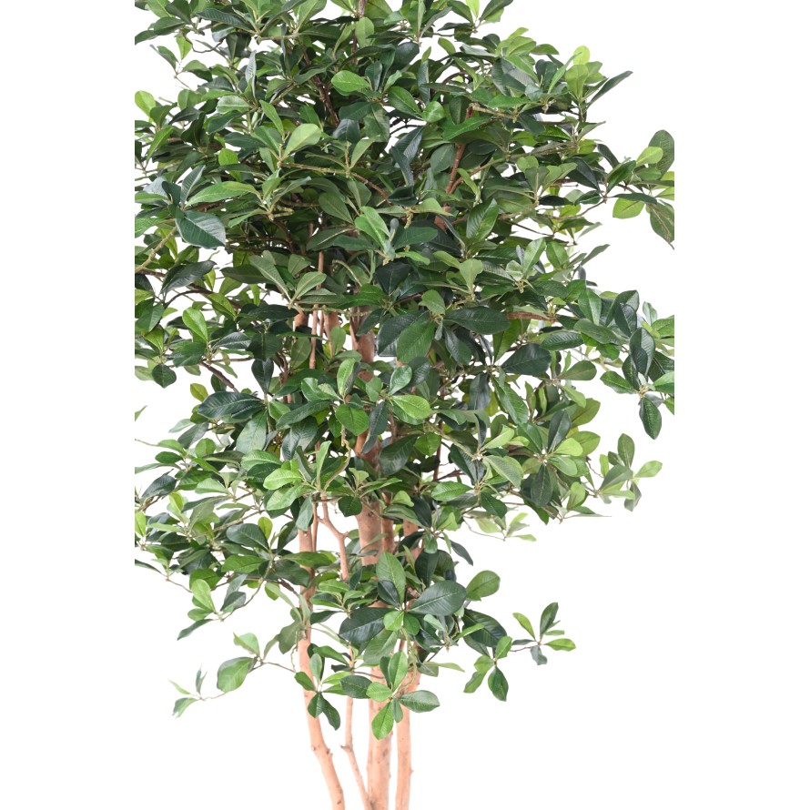 FIKUS BLACK OLIVE 178