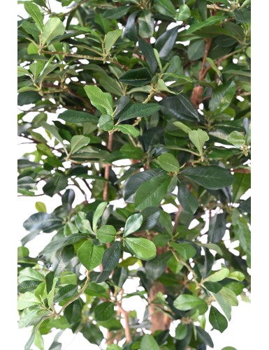 FIKUS BLACK OLIVE 178