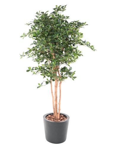 FIKUS BLACK OLIVE 178