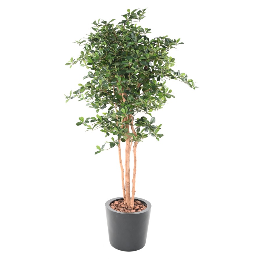 FIKUS BLACK OLIVE 178