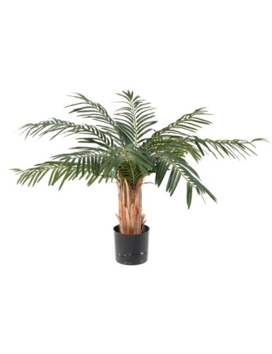 PALMERA CICA