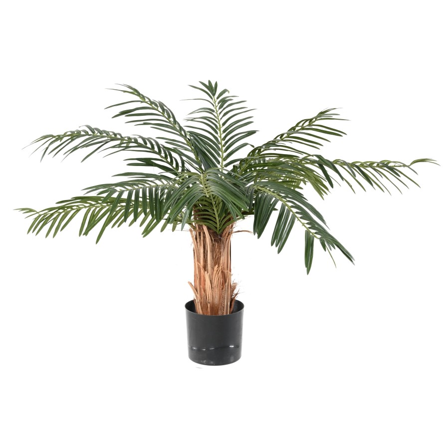 PALMERA CICA
