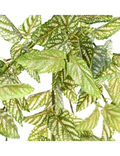 STROBILANTHES (Persischer Schild)