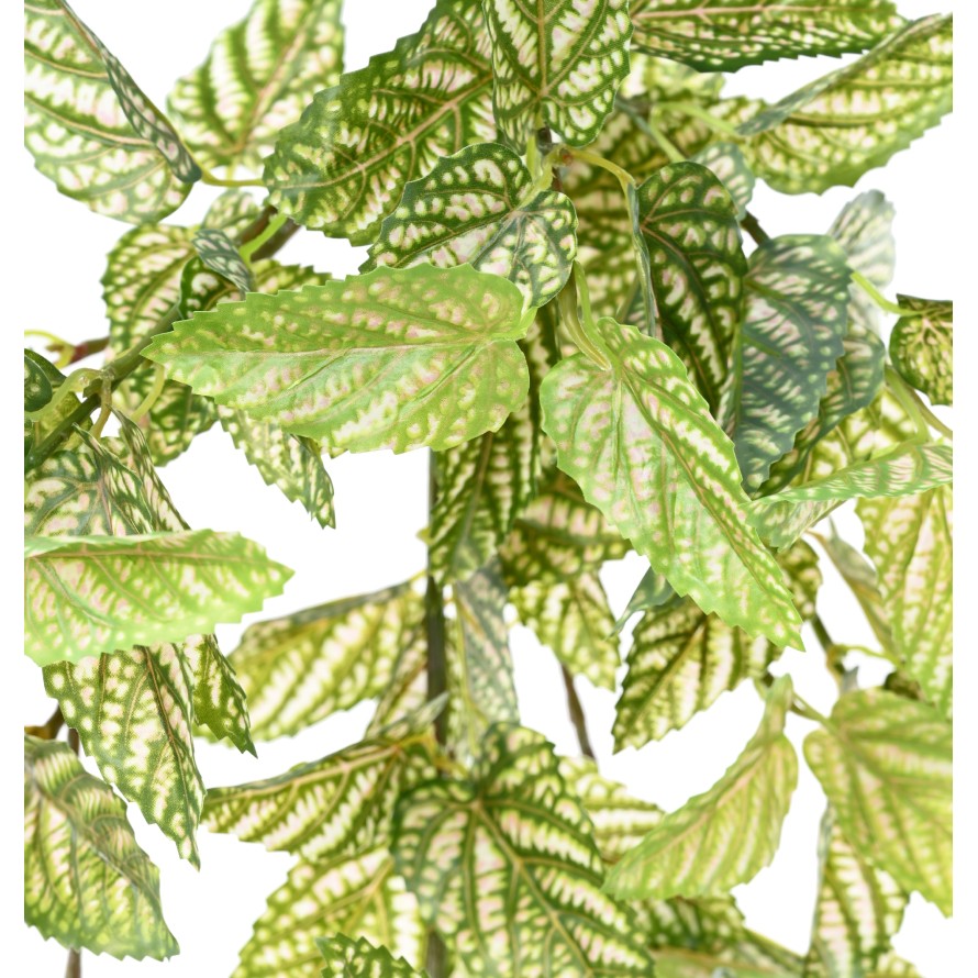 STROBILANTHES (Persischer Schild)