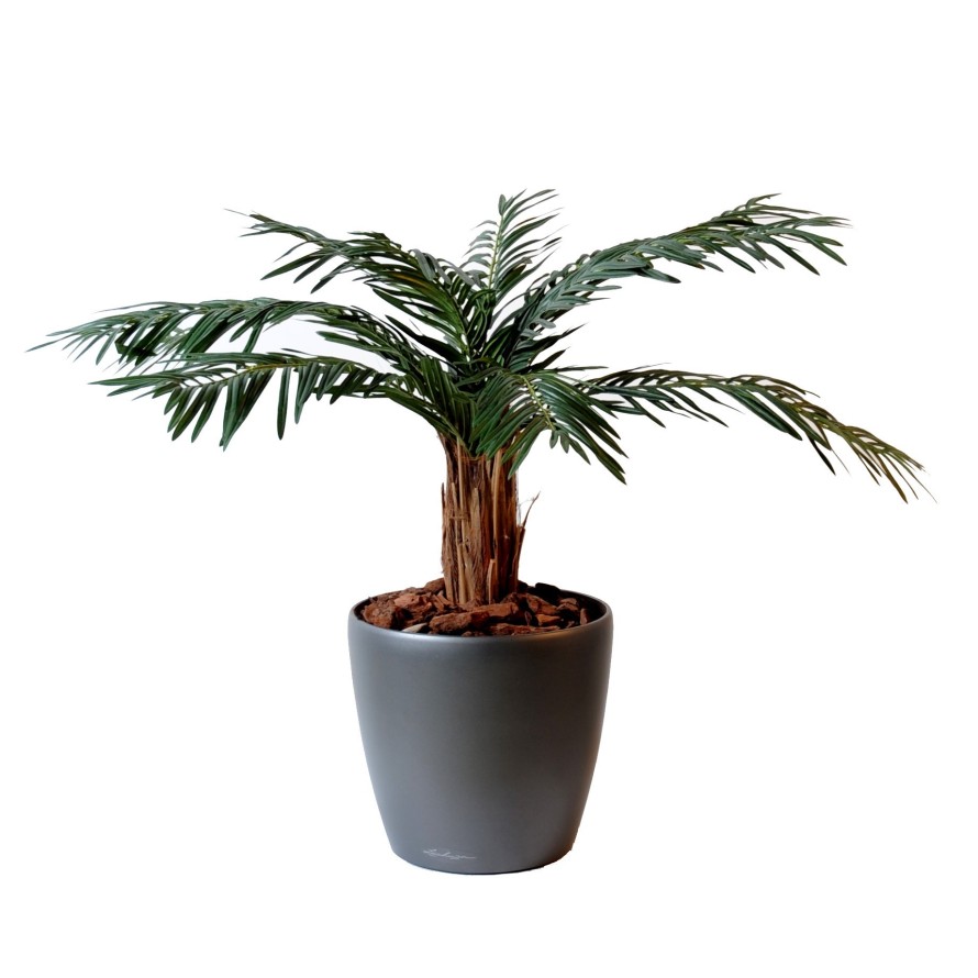 PALMERA CICA