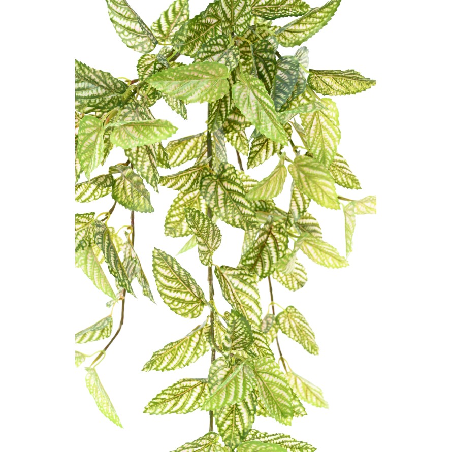 STROBILANTHES (Red Ivy)