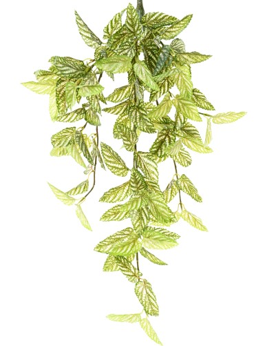 STROBILANTHES (Persischer Schild)