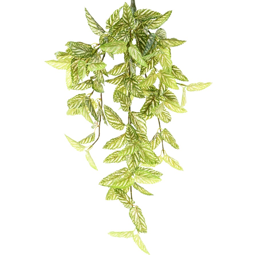 STROBILANTHES (Red Ivy)