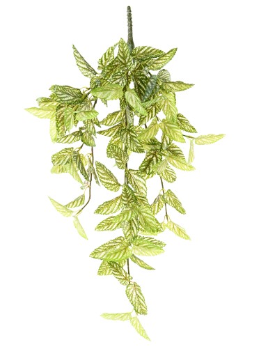 STROBILANTHES (Hiedra Roja)