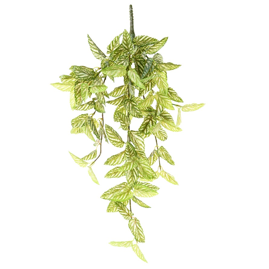 STROBILANTHES (Persischer Schild)