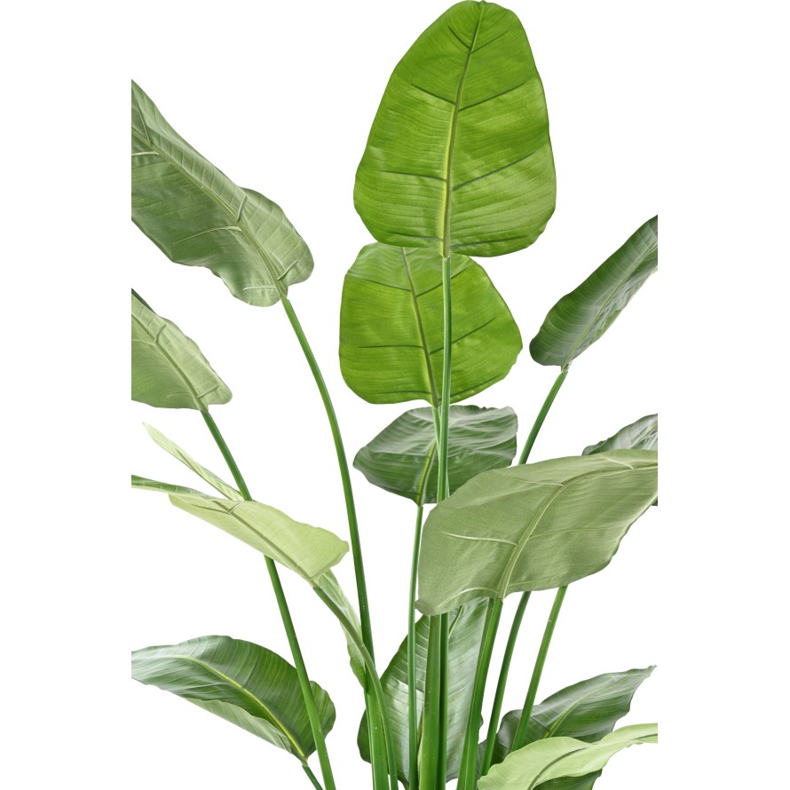 STRELITZIA (Papageienblume) (Papageienblume) NICOLAI