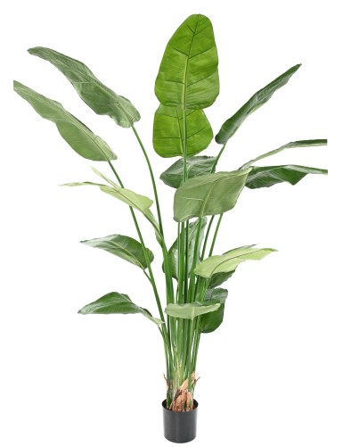 STRELITZIA NICOLAI (Ave del...