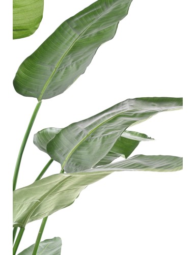 STRELITZIA (Papageienblume) (Papageienblume) NICOLAI