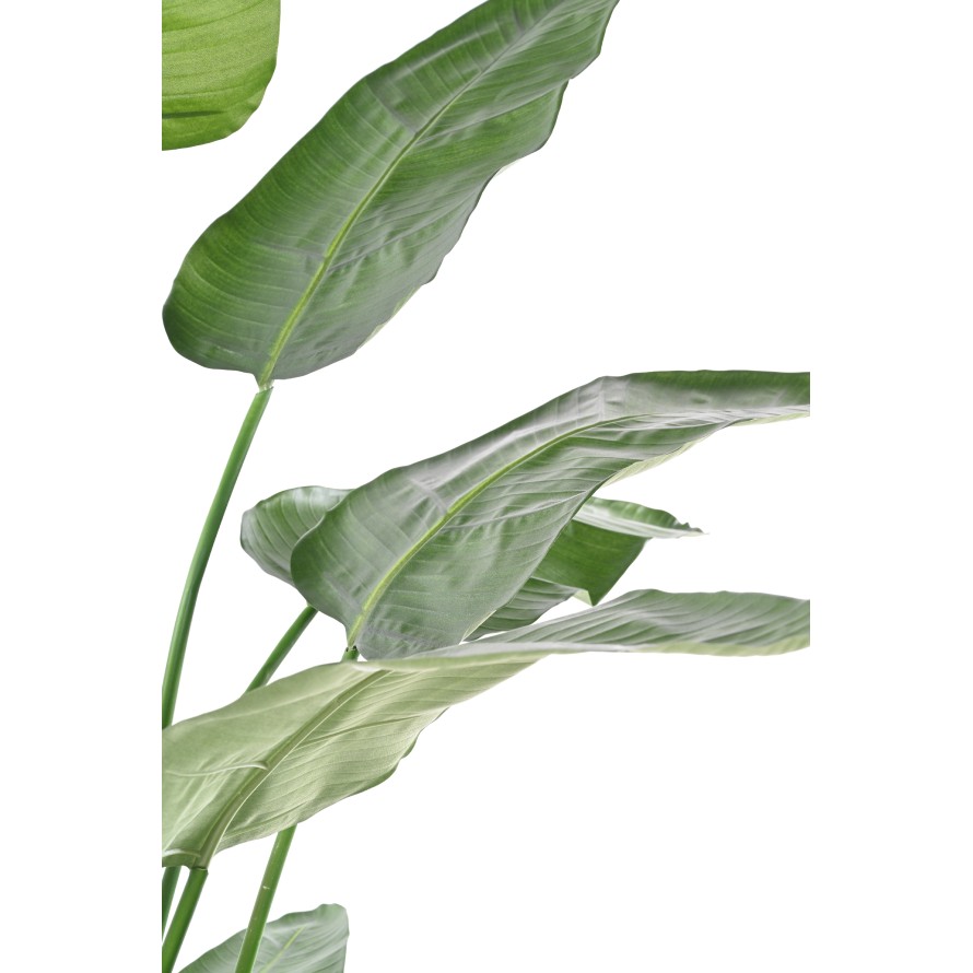 STRELITZIA NICOLAI (Ave del paraíso)