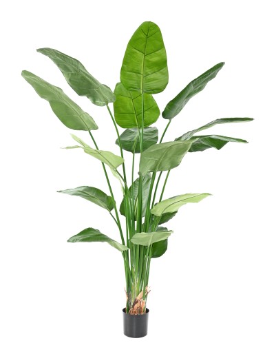 STRELITZIA (Papageienblume) (Papageienblume) NICOLAI