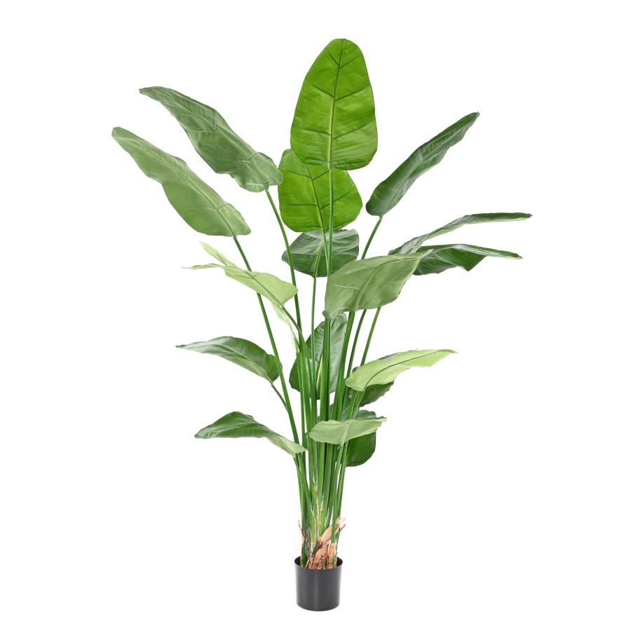 STRELITZIA NICOLAI (Ave del paraíso)