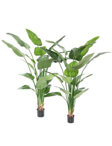 STRELITZIA NICOLAI (Ave del paraíso)