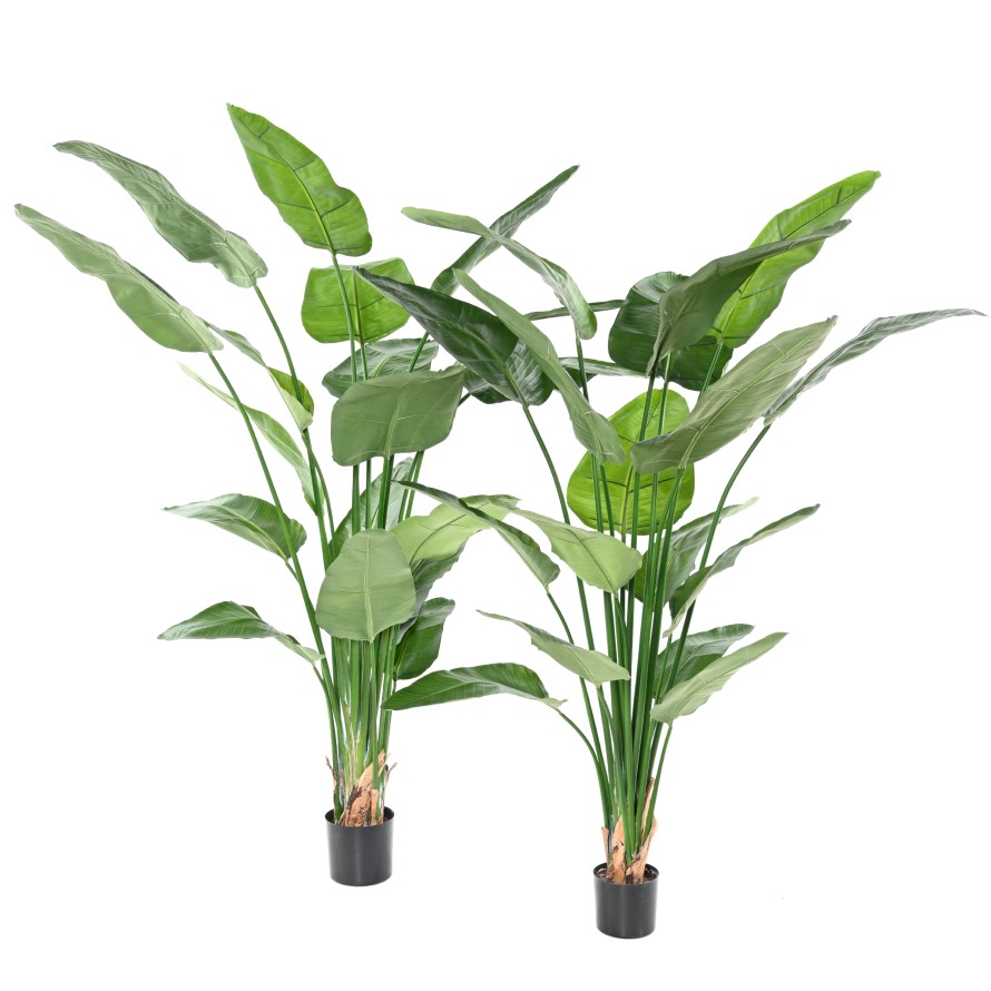 STRELITZIA (Papageienblume) (Papageienblume) NICOLAI