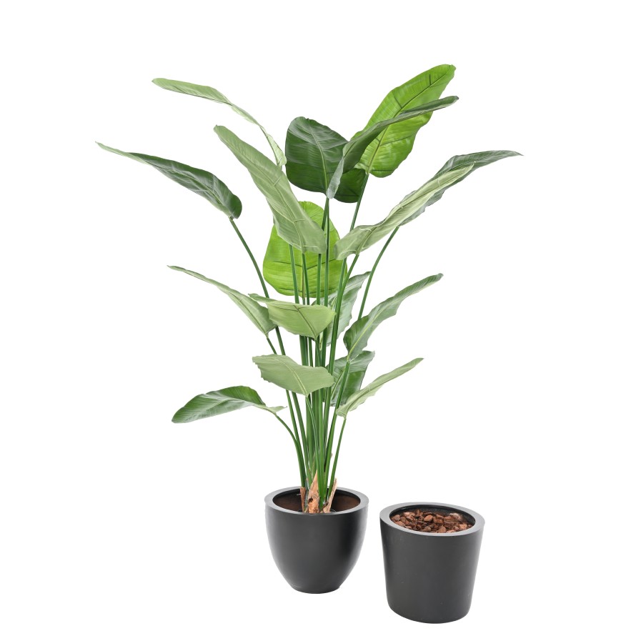 STRELITZIA (Papageienblume) (Papageienblume) NICOLAI