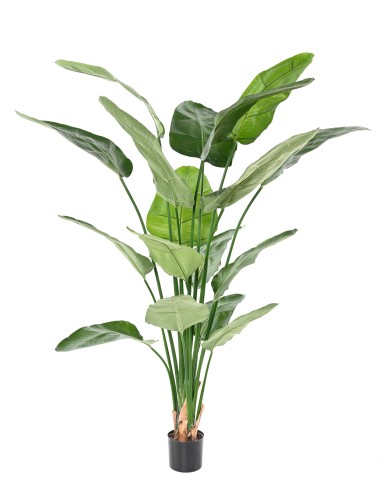 STRELITZIA (Papageienblume) (Papageienblume) NICOLAI