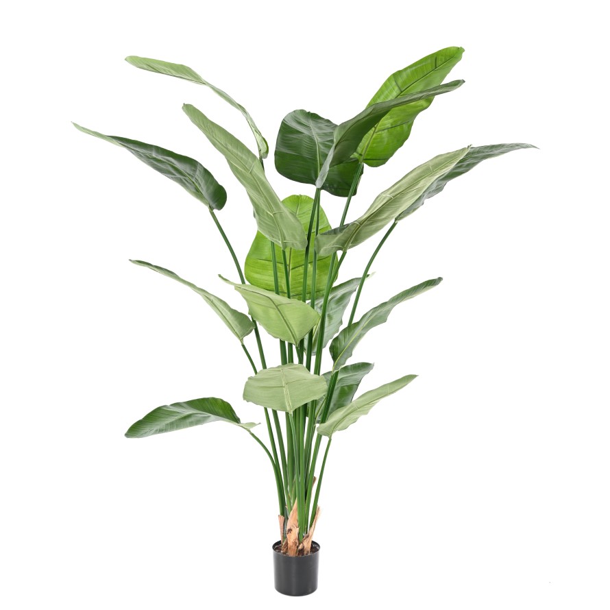 STRELITZIA (Papageienblume) (Papageienblume) NICOLAI