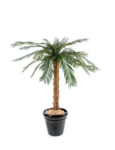 PALMERA CICA