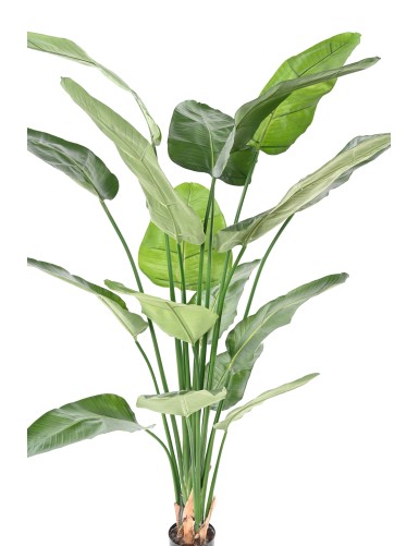 STRELITZIA NICOLAI (Ave del paraíso)