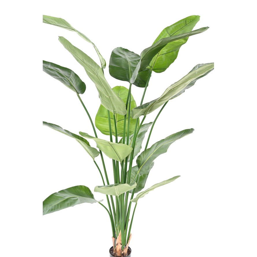 STRELITZIA (Papageienblume) (Papageienblume) NICOLAI