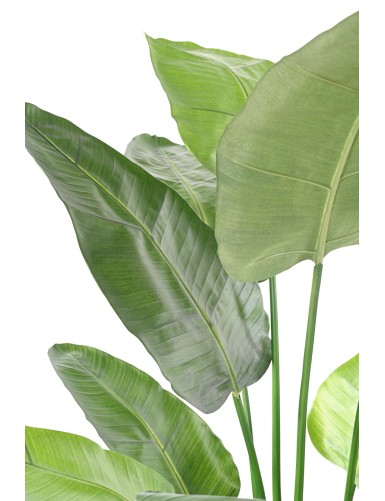 STRELITZIA NICOLAI (Ave del paraíso)