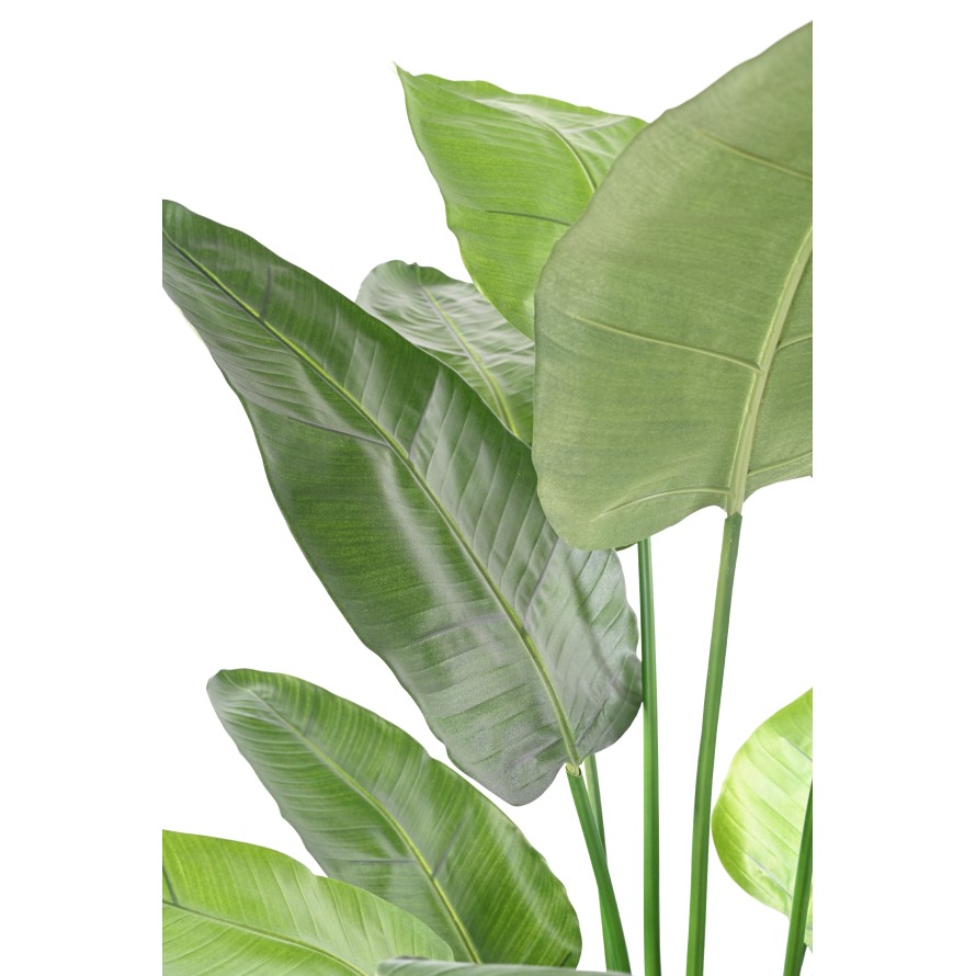 STRELITZIA NICOLAI (Ave del paraíso)