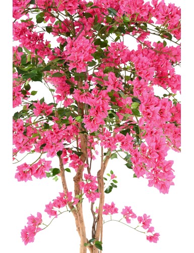 BOUGAINVILLEE T