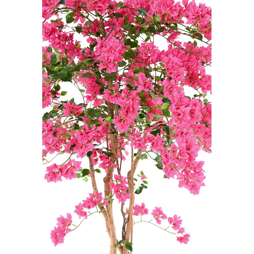 BOUGAINVILLEA (Drillingsblume) T