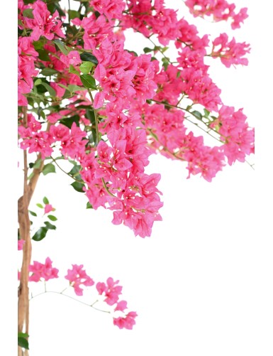 BOUGAINVILLEA (Drillingsblume) T