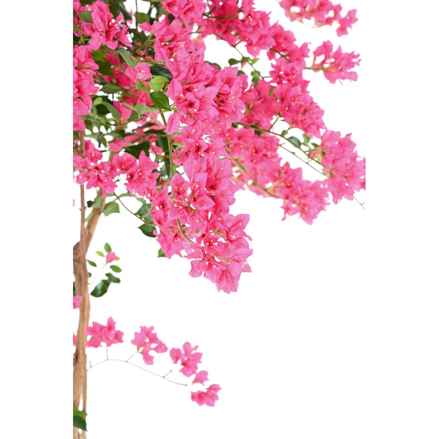 BOUGAINVILLEE T