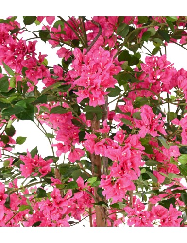 BOUGAINVILLEE T