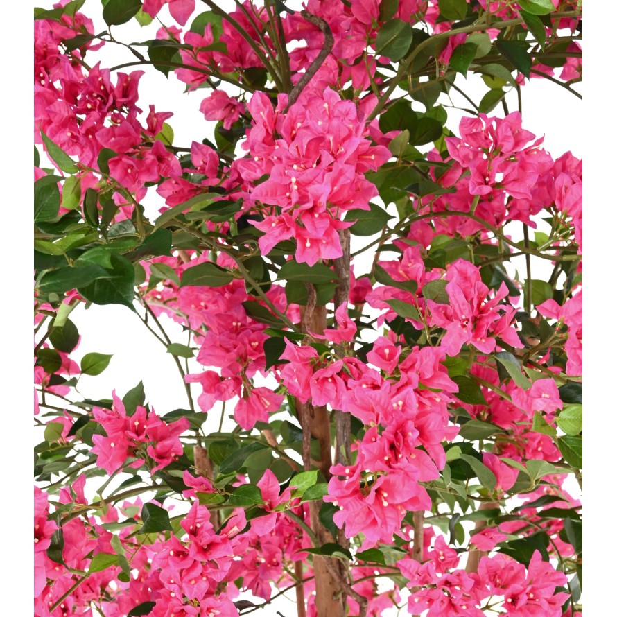 BOUGAINVILLEA (Drillingsblume) T