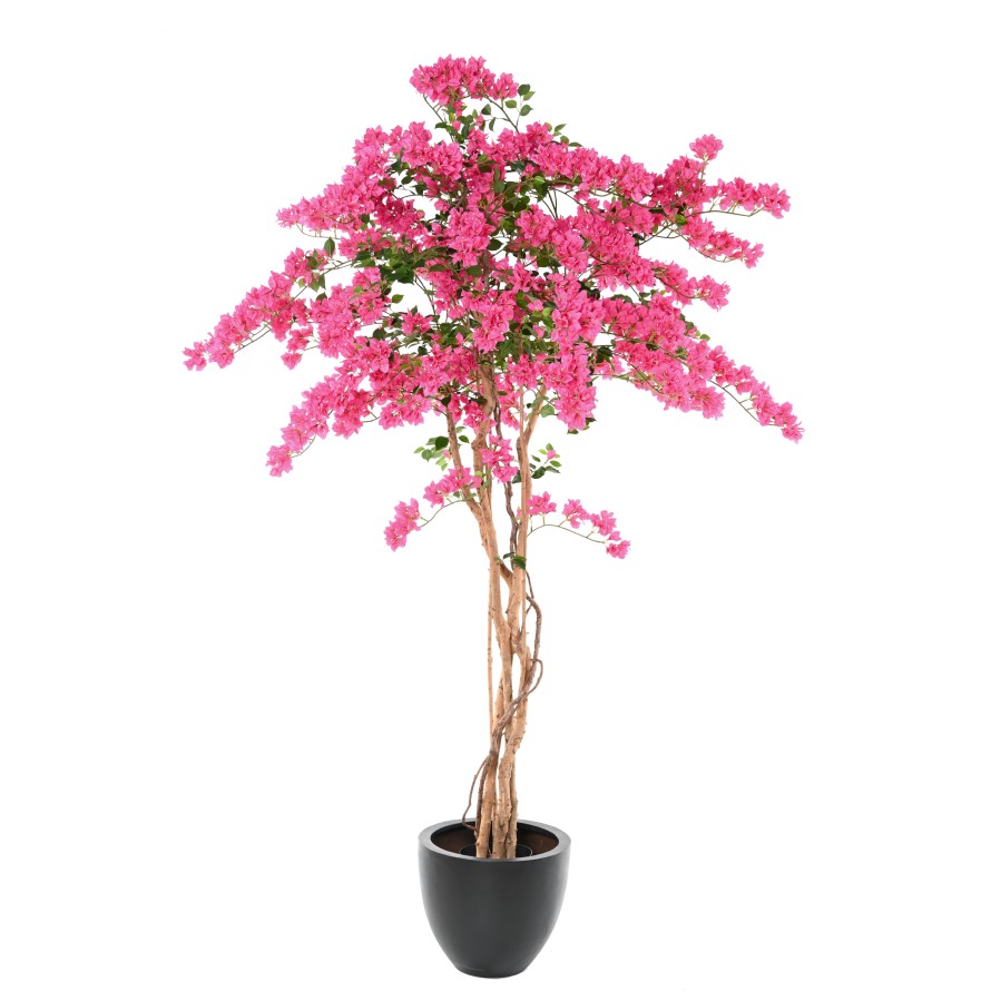 BOUGAINVILLEA (Drillingsblume) T