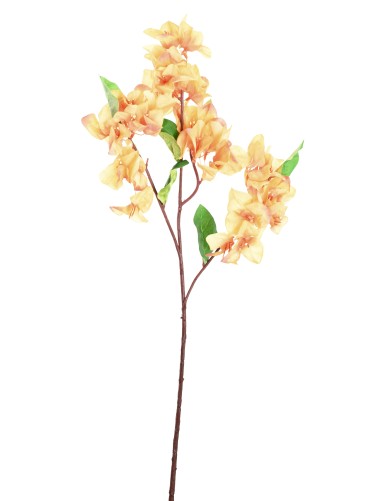 BOUGAINVILLEA-ZWEIG
