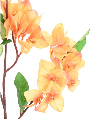 BOUGAINVILLEA-ZWEIG