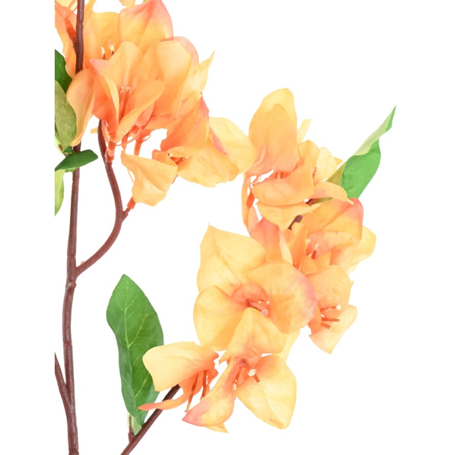 BOUGAINVILLEA-ZWEIG