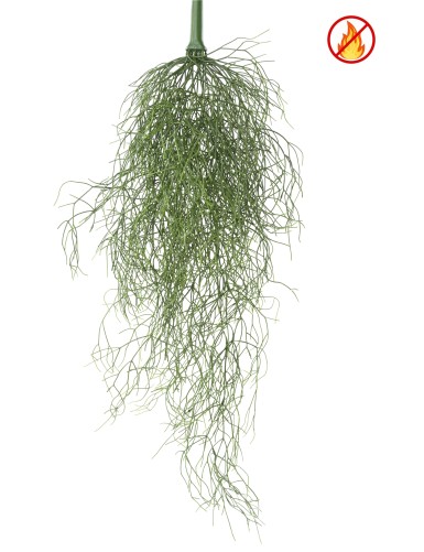 RHIPSALIS 85 FR –...