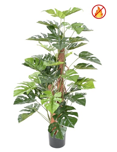 PHILODENDRON MONSTERA CON...