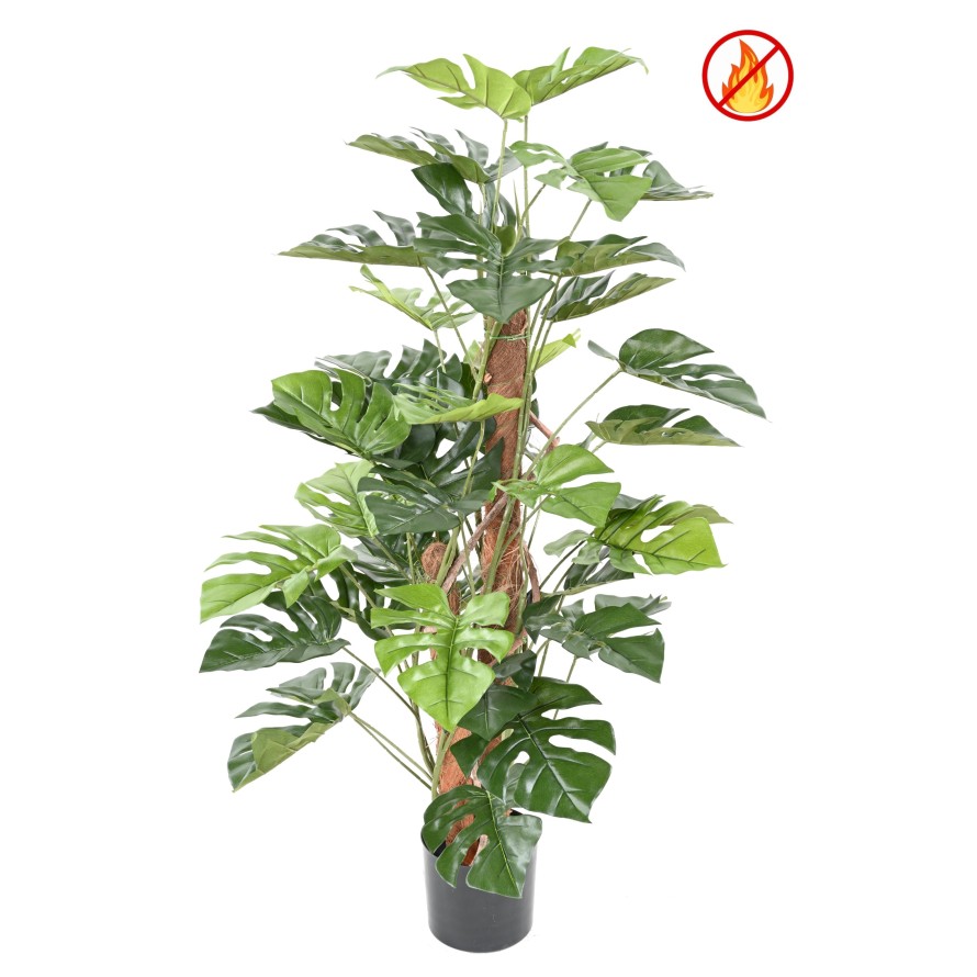 PHILODENDRON MONSTERA CON TUTOR DE COCO FR - Resistente al Fuego