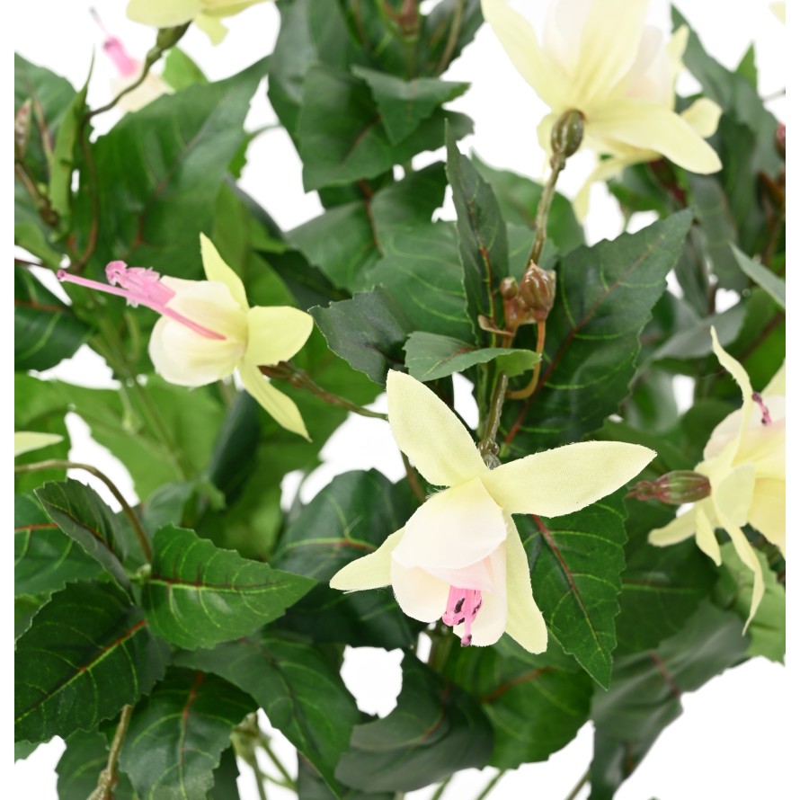 GLOCKENBLUME BLÜHEND